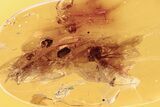 Fossil Spider, Flea Beetle, and Ant-Like Stone Beetle in Baltic Amber #284602-1